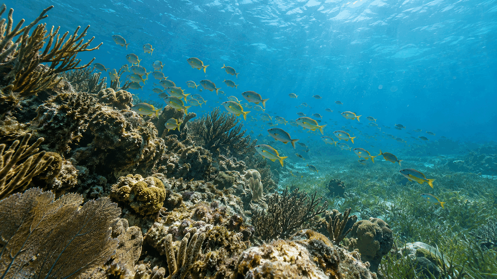 A school of tropical fish moving above a vibrant coral reef