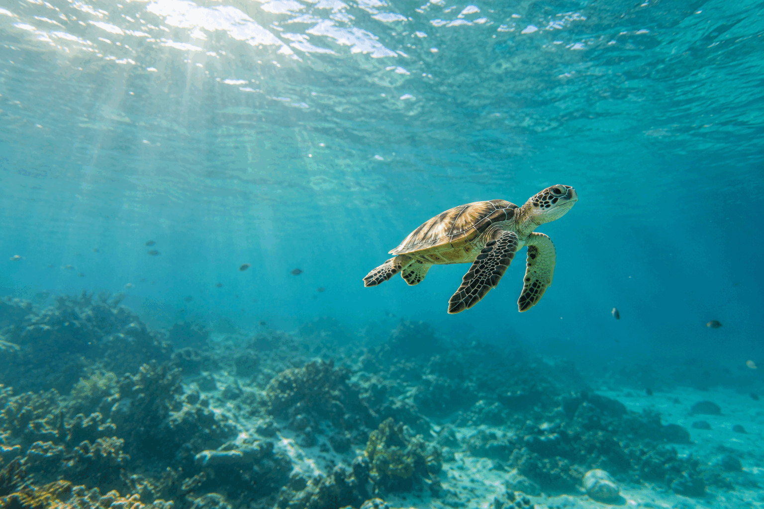 A green sea turtle swimming through clear turquoise water
